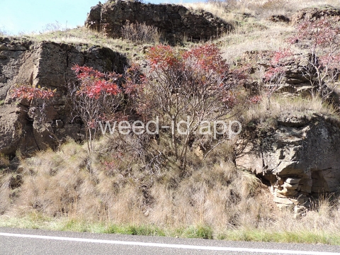 sumac, smooth
